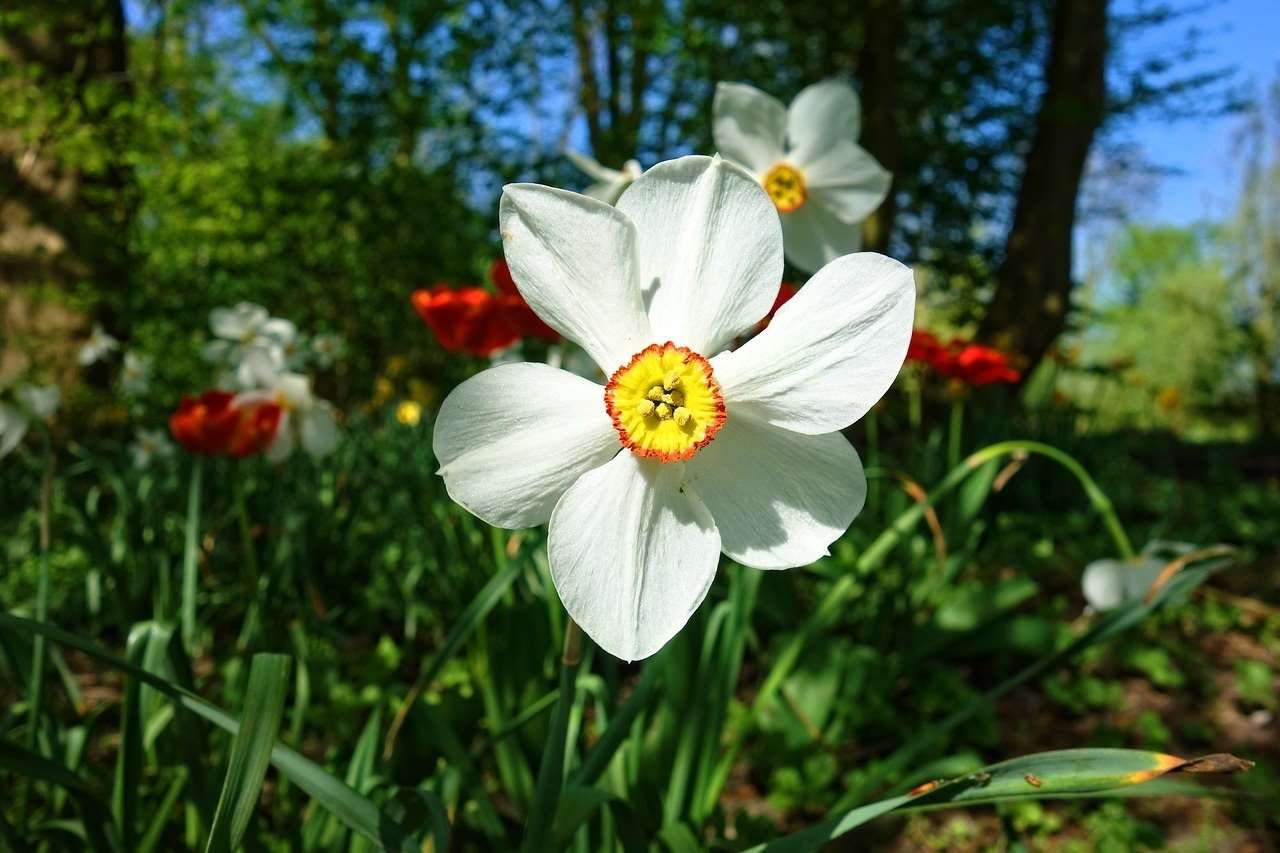 daffodil-3337050_1280 pixabay