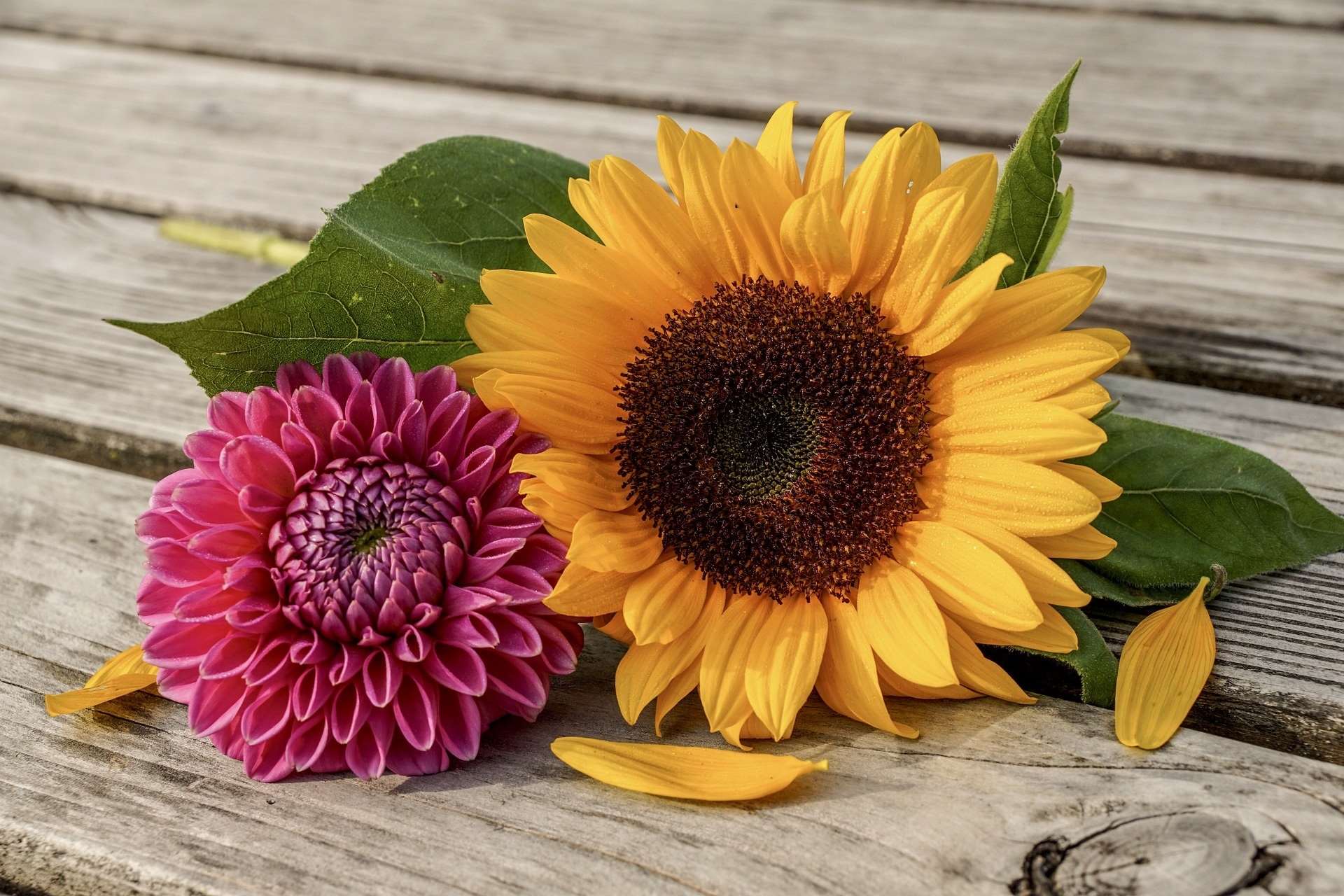 sunflower-4843834_1920 pixabay